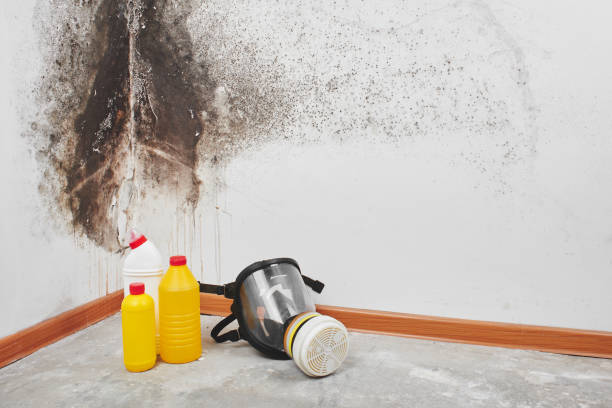 Best Toxic Mold Removal  in Makakilo, HI