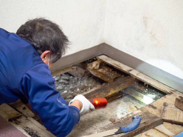 Best Commercial Mold Removal  in Makakilo, HI