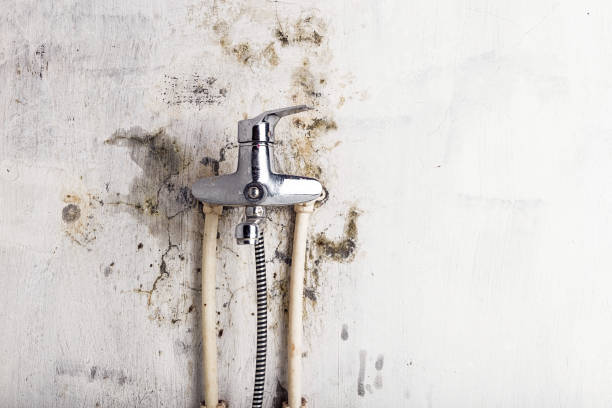 Best Mold Damage Repair  in Makakilo, HI