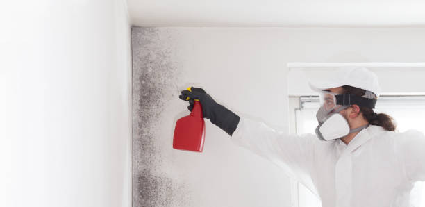 Best Attic Mold Removal  in Makakilo, HI