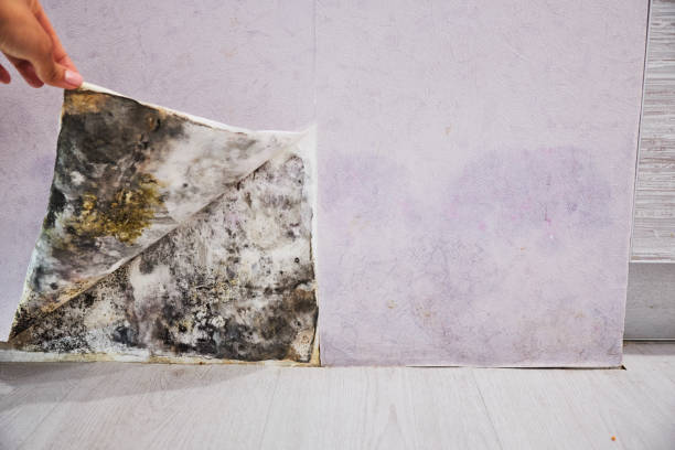 Mold Removal and Inspection in Makakilo, HI